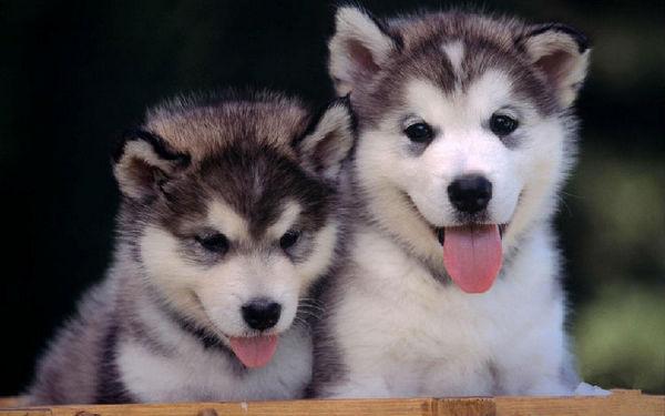 地球上10大最常见的狗狗品种，哈士奇和金毛领衔，你喜欢哪种？