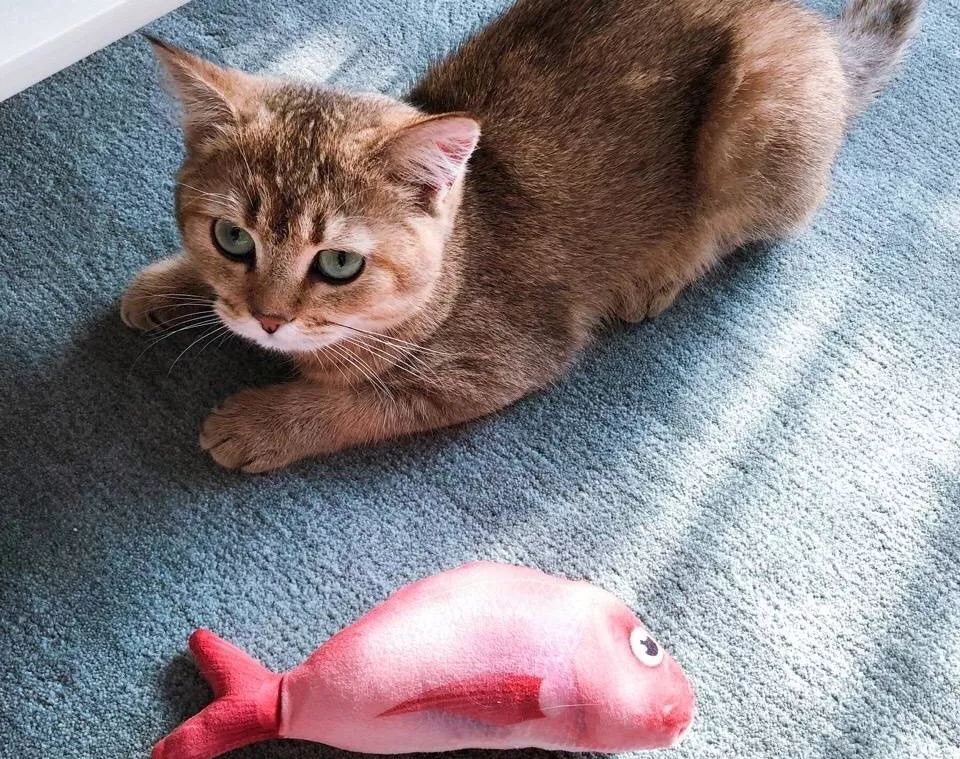 一顿养宠猛如虎，一看账户两毛五！教你如何省钱养宠！！