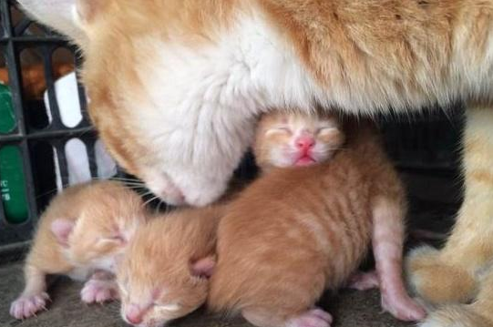 猫咪踩奶对铲屎官来说可是甜蜜的负担，本是很萌的行为却让人心累