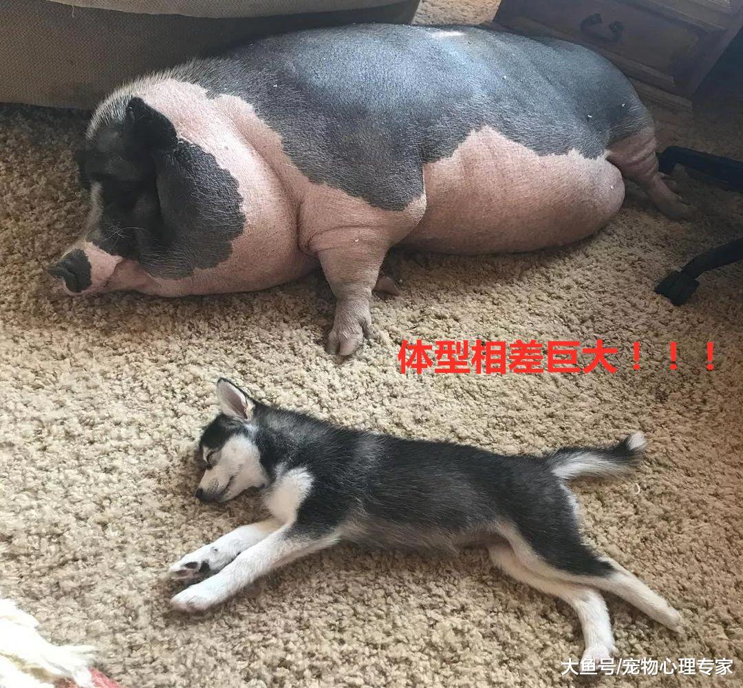 怕二哈孤独，主人买来一只迷你猪作伴，2个月后狗崩溃了