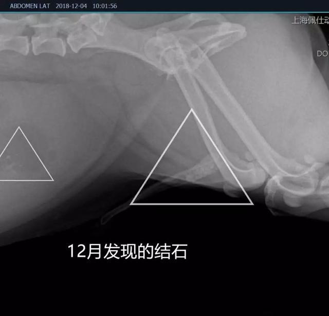 怎么養狗不生病？別買一針疫苗狗，少喂骨頭，買除濕機多梳毛