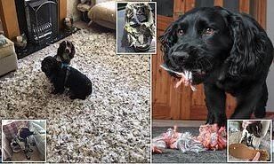 一对铲屎官的心酸血泪史，拆家拆到这个地步的狗你敢养吗？