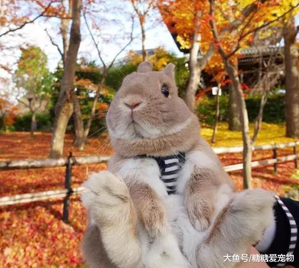 INS火了一只網紅兔兔，日子過得比人都精致，喜歡旅游和吃芹菜