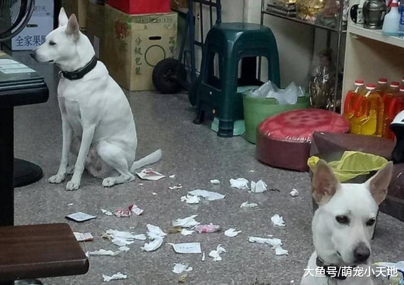 客厅满地垃圾，2只汪都撇头装蒜 奴才厌世：对啦都是我