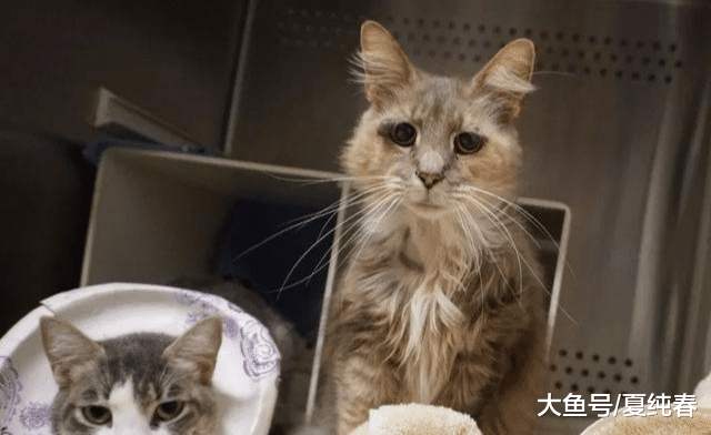 猫咪整天摆着“哭丧”脸，因此被主人抛弃，这下真的“丧”了