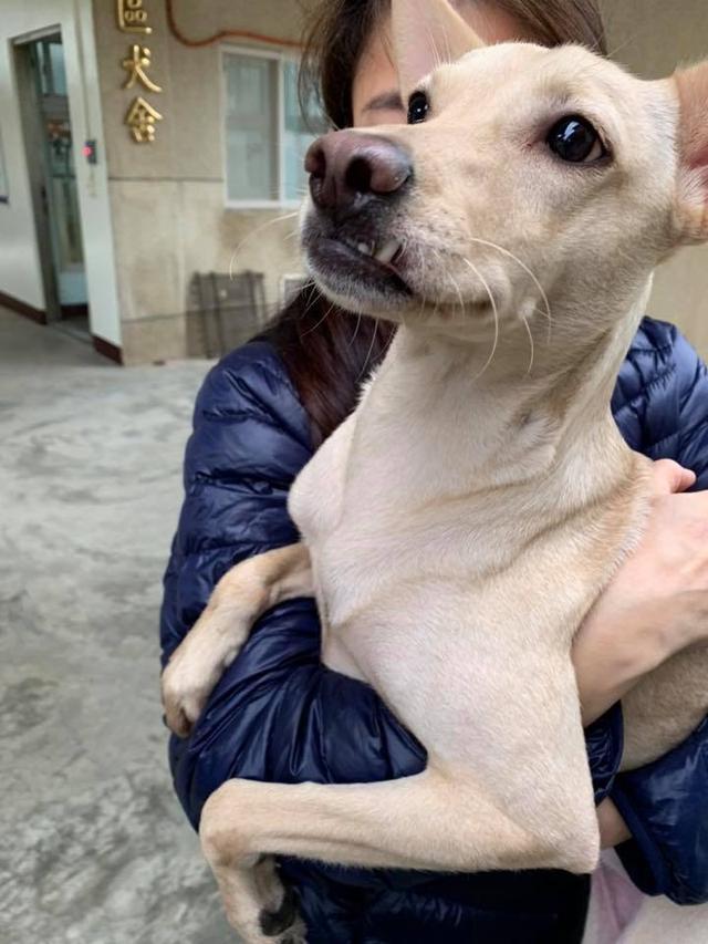 因狗狗有分离焦虑想要弃养, 两小时后接回狗狗, 哭着向狗狗认错