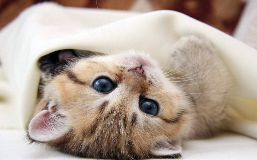 猫咪走出家门后，为什么就不回来了？这5个原因让人很无奈