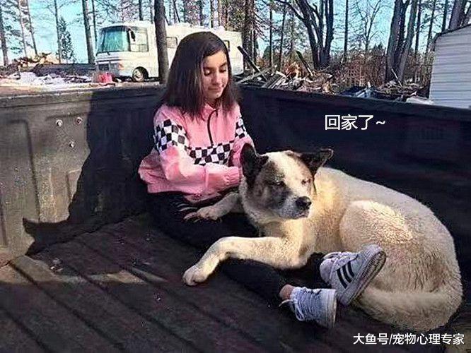 加州遭遇大火，主人失去了狗狗，卻在第101天發生了奇跡