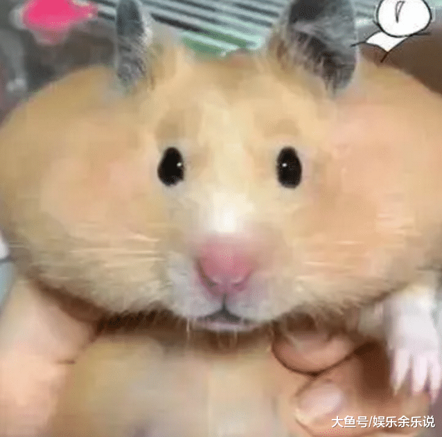 坚果丢了好多，质问养的仓鼠，它一开始是拒绝的，嘴巴出卖了它