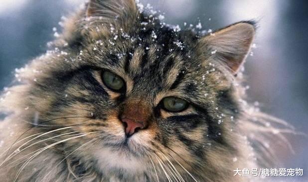 它吃的比橘貓還多，身長可達1.23米，主人：養的不是貓，是豬