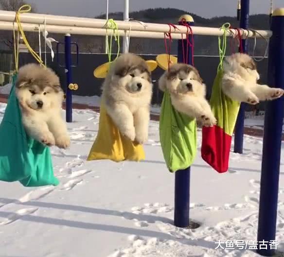 男友带着4只小狗遛弯，却是空手回来，女子跑去公园看后笑喷了