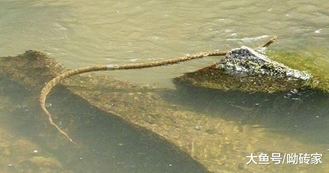 30年前遇见就跑, 如今成了餐桌美味, 一条300元只有广东人敢吃