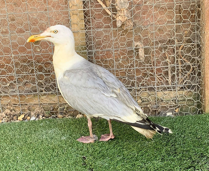 不会飞的神奇金色大鸟惊现大街，洗干净后发现竟是这货！