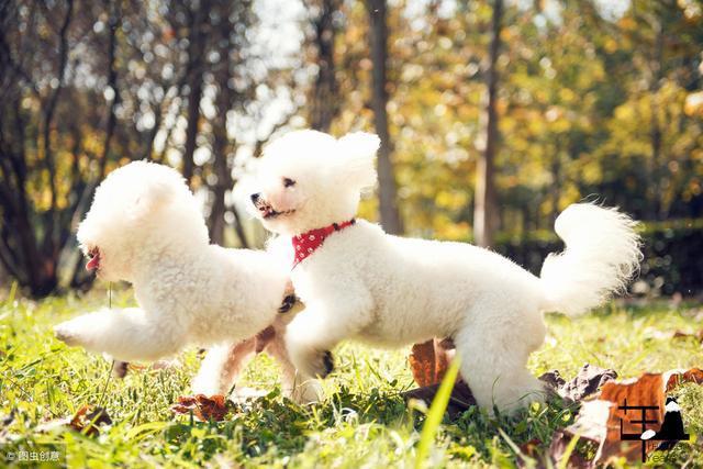 養狗小知識：過年期間，這5種人類食品，也能給比熊犬吃！