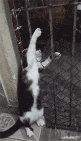 哈士奇是糟心排行榜第一的宠物？这四种猫咪作起来，丝毫不逊二哈