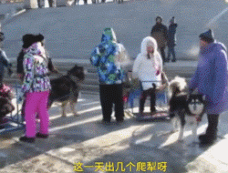 雪橇犬14年间锐减10000，它们到底经历了什么？