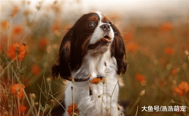 為什么狗狗總會對著空氣大叫？原因有5個，常養狗的都不一定知道
