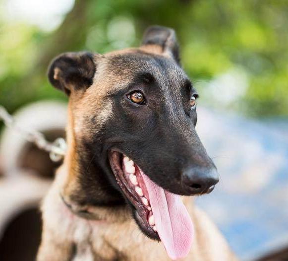 養馬犬前需具備的5個條件，你具備幾個？