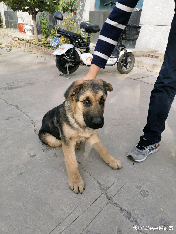 德牧居然学会私自外出，被抓时正在“吃”树叶，警惕性太差