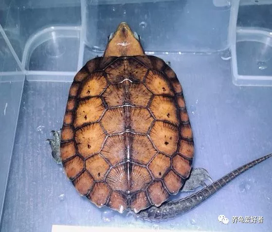 乌龟突然的暴毙，都是有原因导致的！