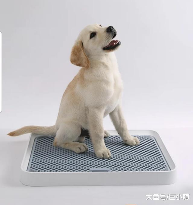 大小便定点训练完，狗狗还是乱撒尿？训犬师推荐按这7点做