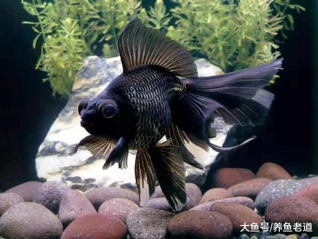 魚缸里的水過肥或者過瘦，我們應該如何判斷和處理？