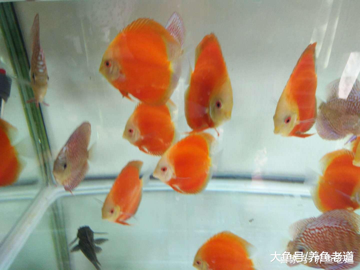 鱼缸底部总会残存有脏东西, 过滤泵也吸不走该怎么办?