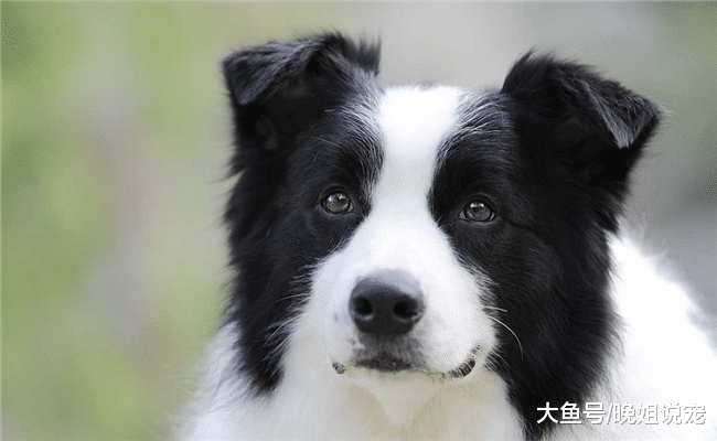 5种最“小气”的狗狗, 凶主人是轻的, 第五种会“报复”主人