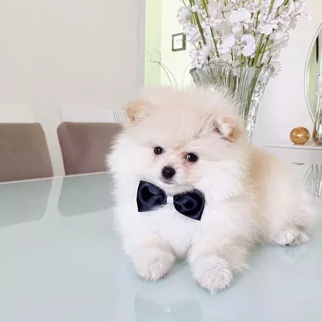 這些蓬松的博美犬，可愛到爆了！