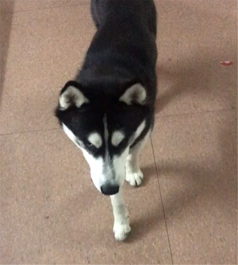 二哈咬壞衣服，被主人綁嘴懲罰，狗：再也不敢了……