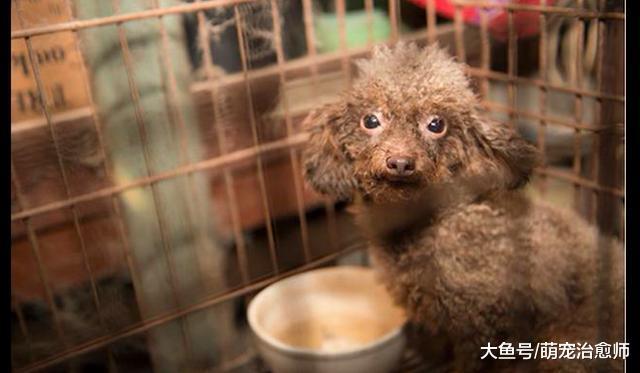 繁殖犬被關在永不見陽光的地下室內，被解救后害怕得不敢吃東西！