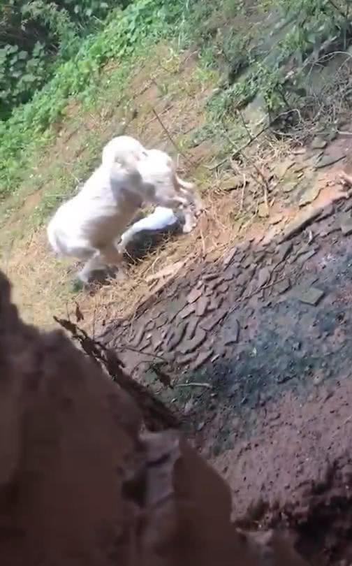 网友在茅厕挑逗狗, 接下来狗做出一个动作, 网友哭着认错求狗回来