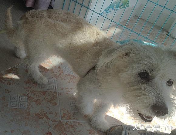 收养一只受伤的雪瑞纳，回到家后小家伙的表现，让主人感到意外！