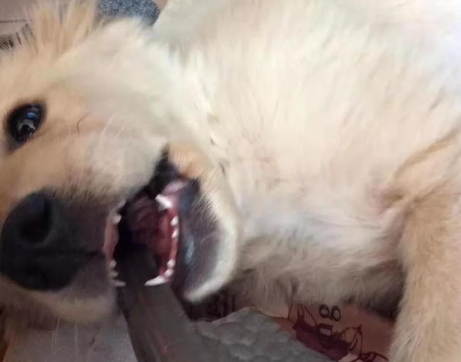 换牙期门牙掉光，这只狗子竟然做了这样的事……