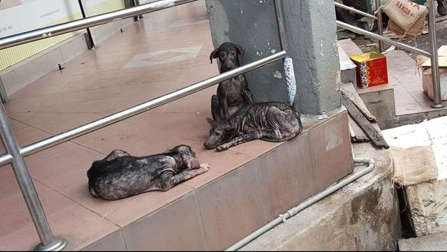 看到流浪狗就抓走，店主让狗进店躲避，如果客人介意请去别家！