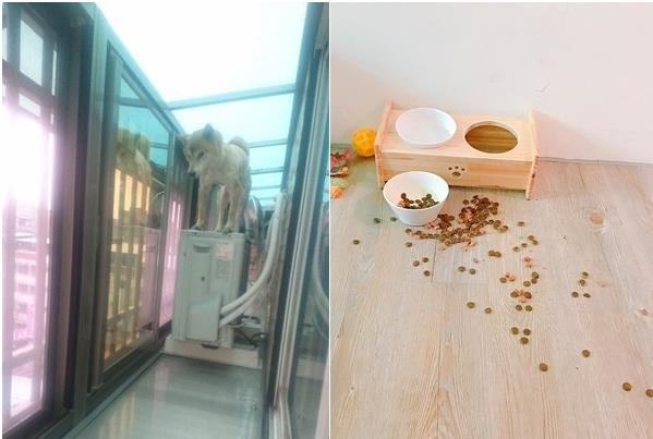 焦虑10岁老犬二度被弃养，后变爱笑男孩，她的一席话暖炸上千网友