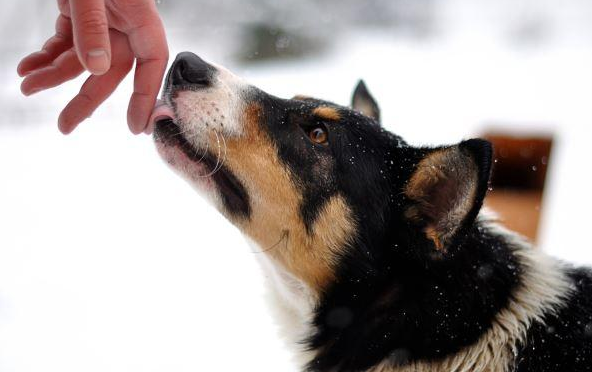 狗狗舔主人、舔自己、舔地板或者舔尿尿，都有不同的含义噢！