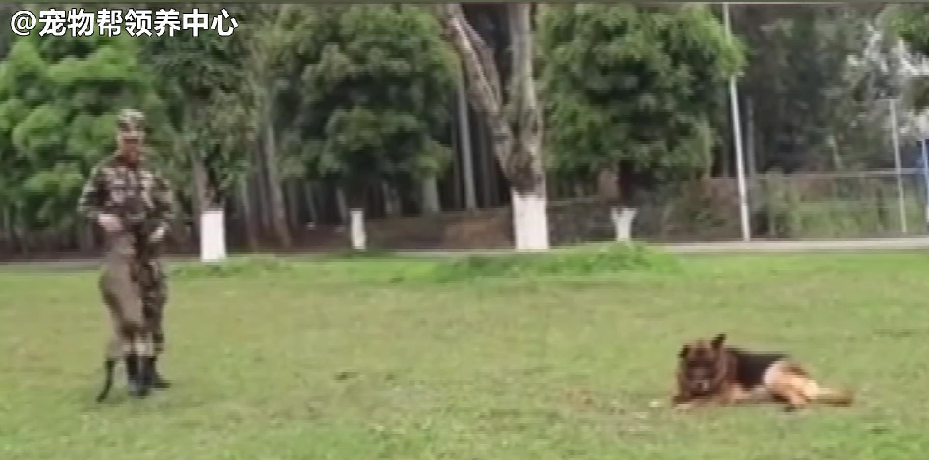 退役军犬偷溜出门，看着它步履蹒跚的样子，战友哽咽了