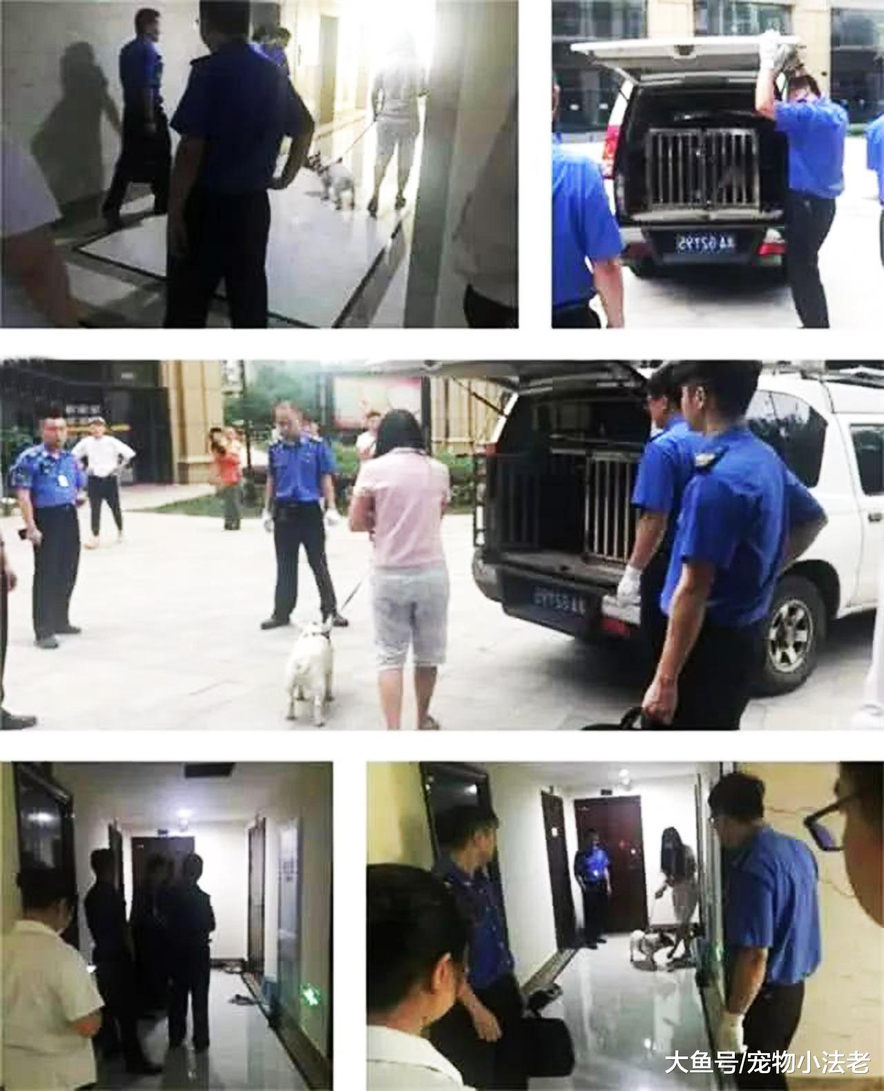 2女遭4只疯狗撕咬，狗主袖手旁观，只说了1句：我力气小拉不住