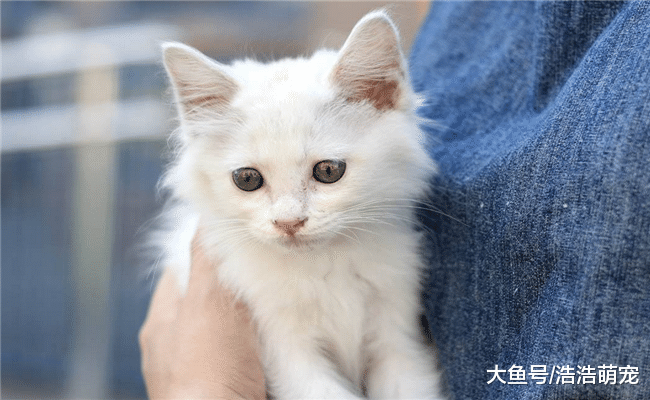 关于猫咪的6个小知识, 家里常养猫的都不一定知道, 你知道几个?