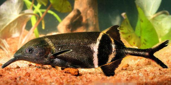动物趣闻：畅谈骨舌鱼科中的代表