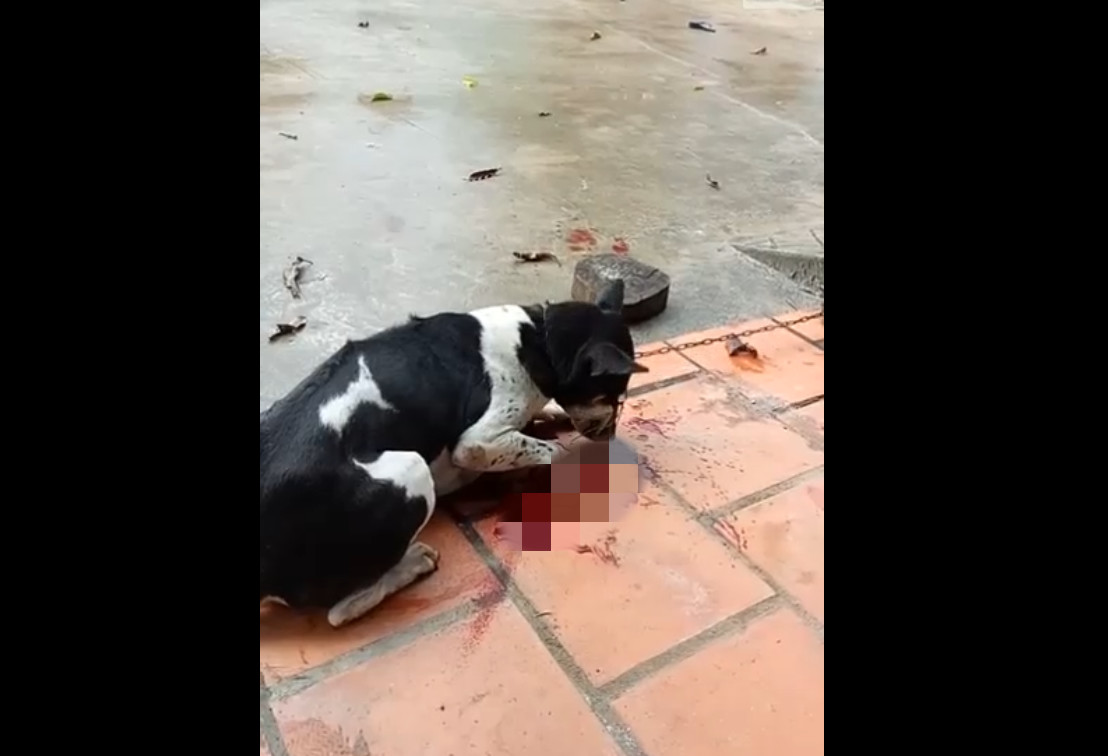 狗狗被主人砍断手只因犯了个小错，邻居不劝阻甚至还在一旁拍视频