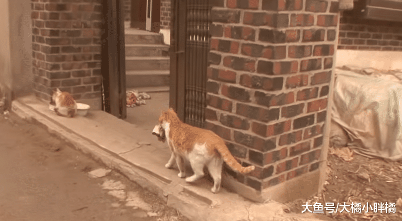 流浪猫天天陪主人干活，发现主人要戴手套，它竟叼回来一堆手套