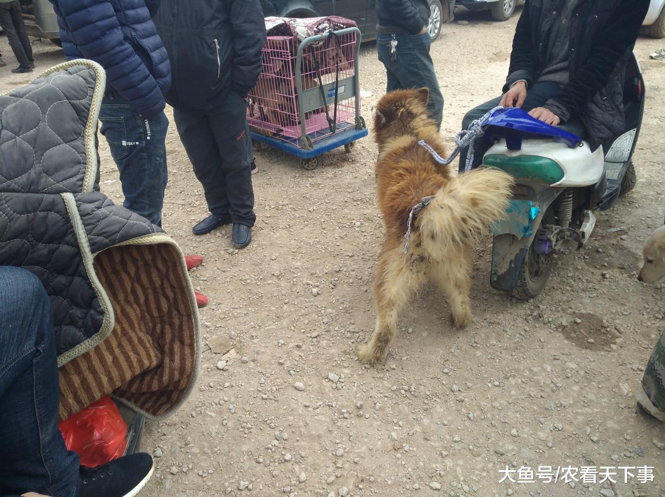 狗市: 一只脏兮兮的阿拉斯加, 有人质疑: 不会是染色的吧?