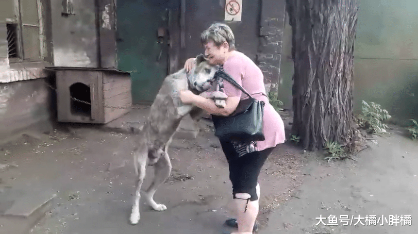 爱犬在家中被偷，大妈寻找2年无果，网友仅用2天就帮大妈找到爱犬