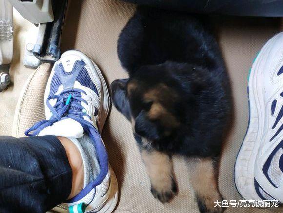 德牧被主人突然抱上车，它不知道要去哪里，吓得它都不敢动
