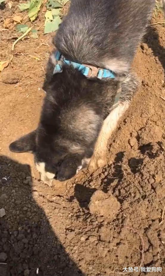 哈士奇送到农村的第三天, 父亲发来信息: 你的狗不赖, 能帮我干活