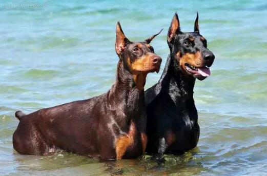 饮食种类多 杜宾犬的哪些食物不能放心食用