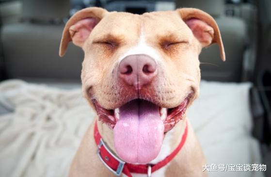 狗狗舔这五个地方，其实是有事要告诉你！