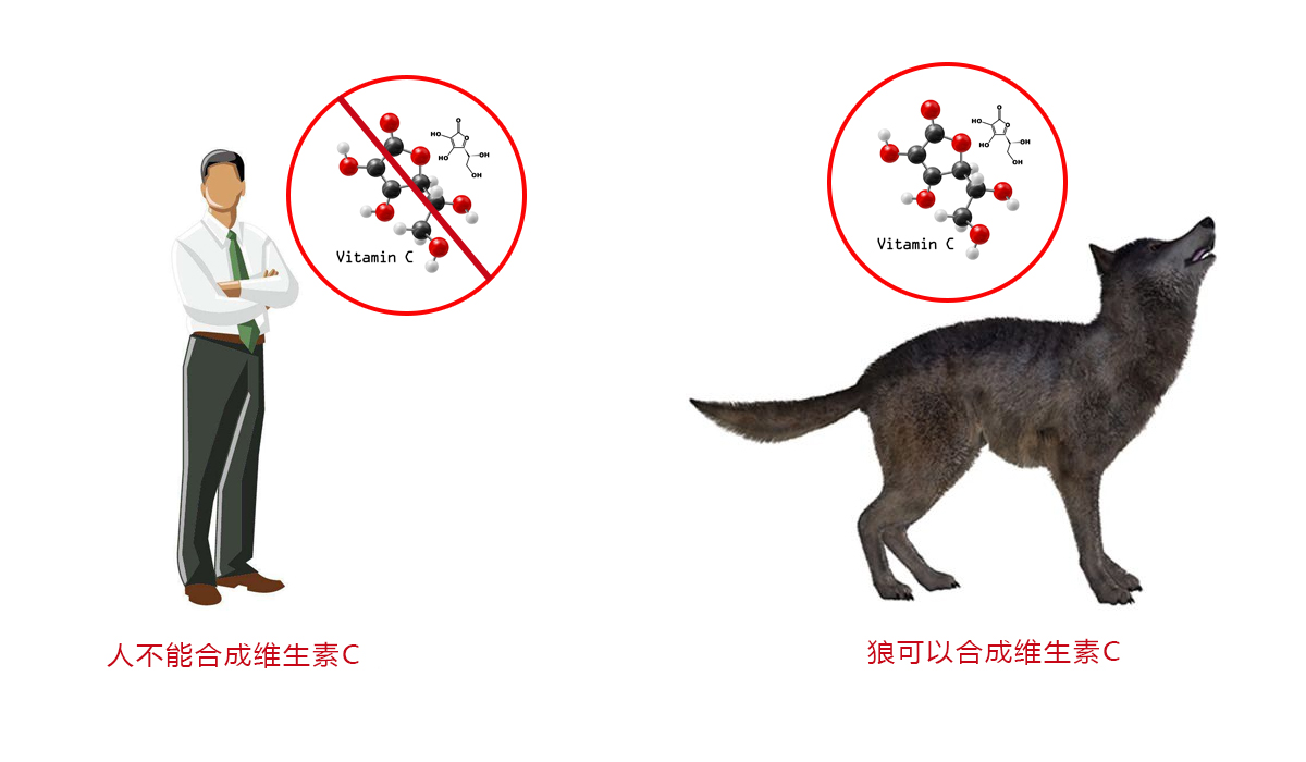 为何食肉动物只吃肉却不会生病？它们真的不需要吃素吗？